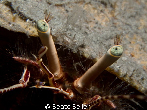 Eye lashes by Beate Seiler 